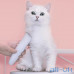 Машинка для стрижки животных Xiaomi Mijia Pawbby Pet Shaver (MG-HC001) — интернет магазин All-Ok. Фото 4